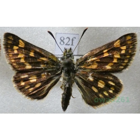 Carterocephalus palaemon (Pallas, 1771) Kosternik palemon Czech82f